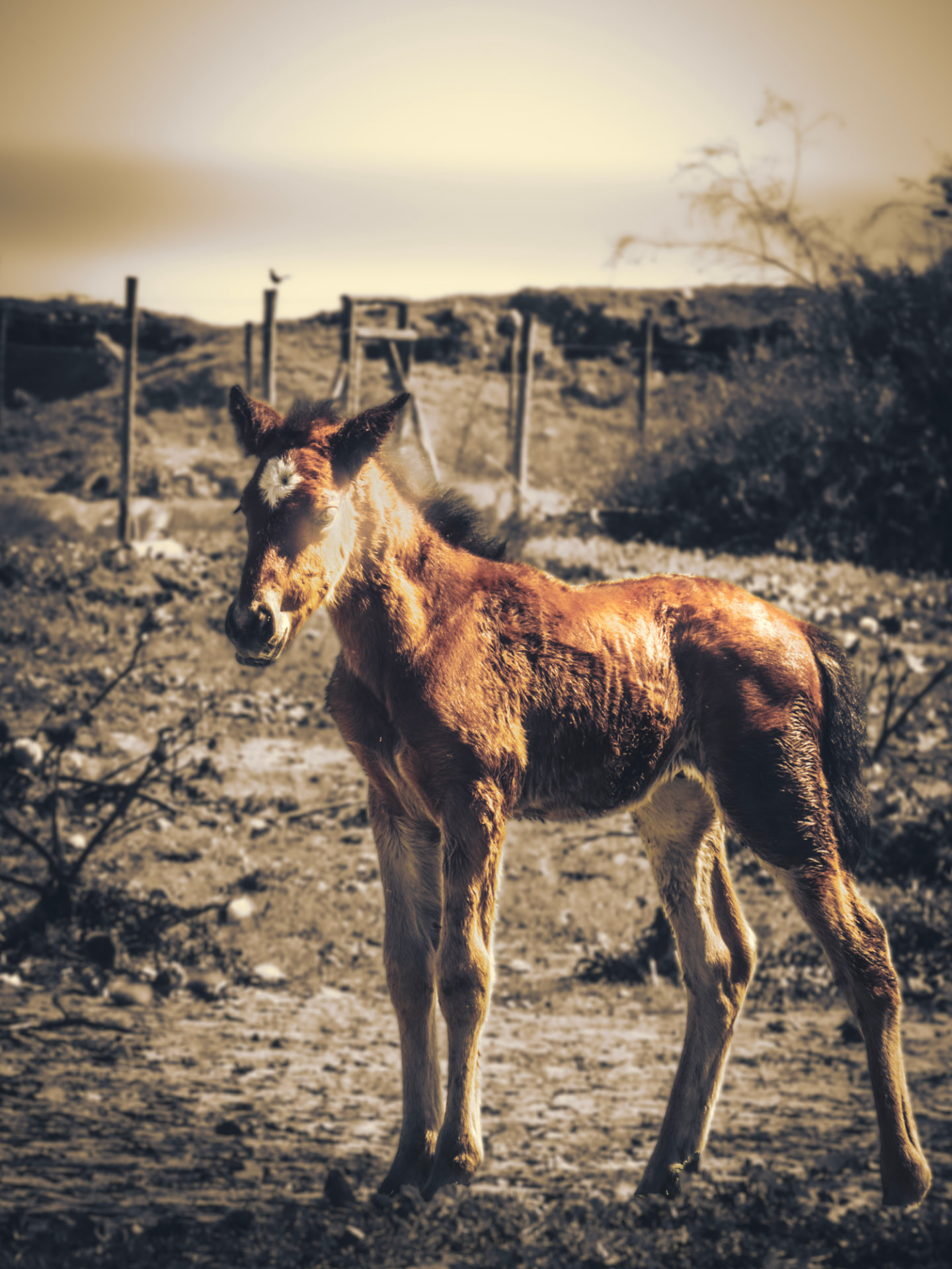 Potro bañado en la luz dorada del campo