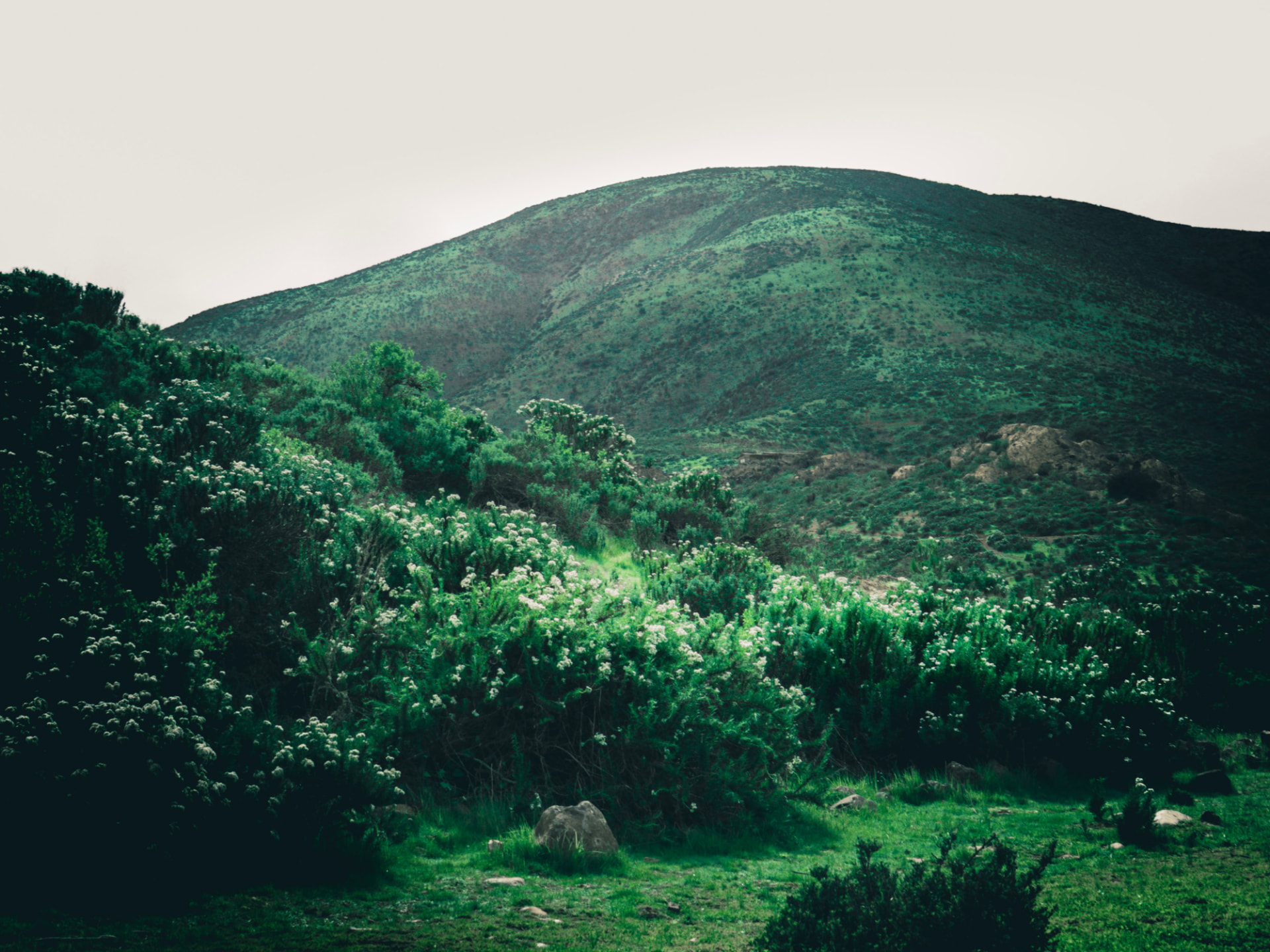 Colina verde entre matorral y flores