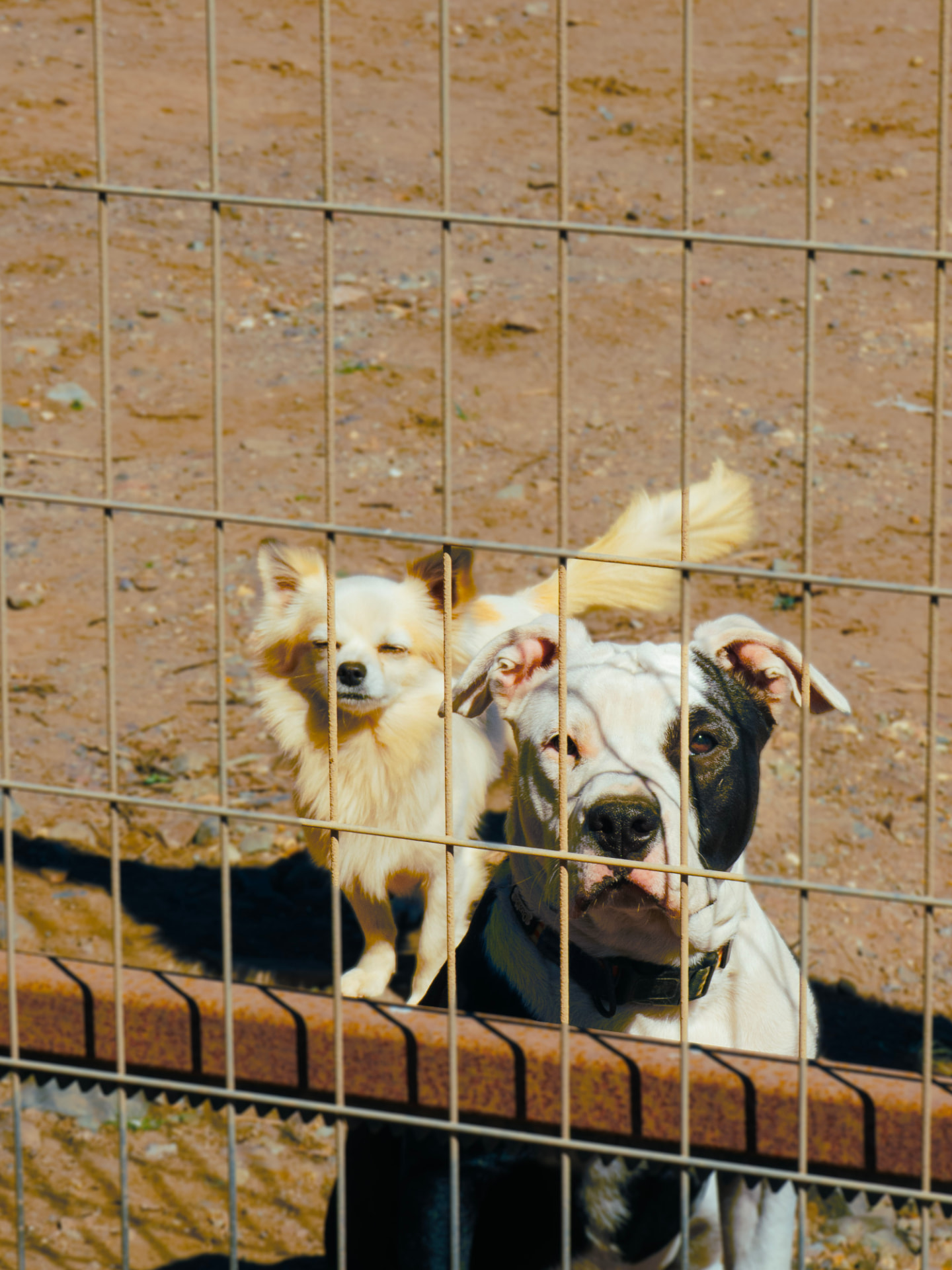 Dos perros tras la reja al atardecer